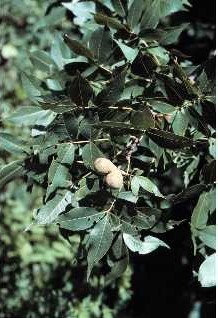 Pignut Hickory
