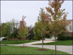 Young trees planted in front of homes