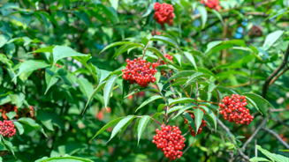 Red-berried Elderberry