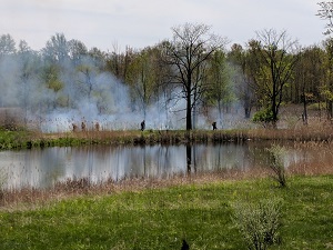 Controlled burns at Lakeshore Park to control phragmities