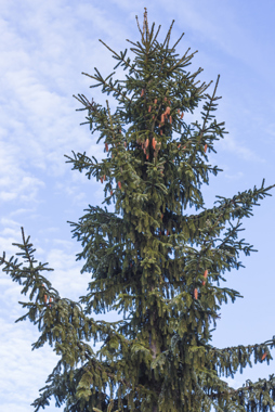 Serbian Spruce