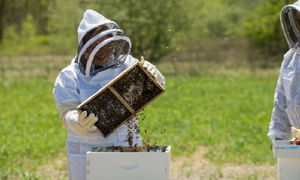 Buzz About Bees - Sep 24