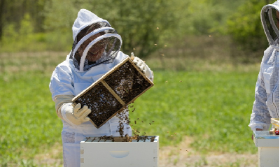 Buzz About Bees - Sep 24