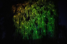 Willow tree at night
