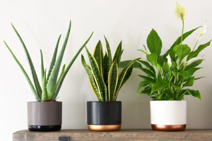 Houseplant Care 101