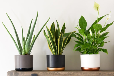 Houseplant Care 101