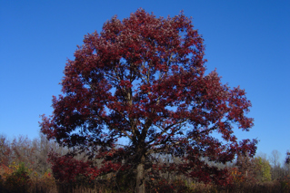Red Oak