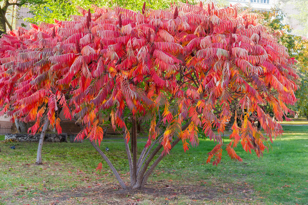 Staghorn Sumac