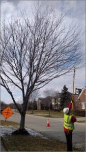 Worker pruning a tree in winter