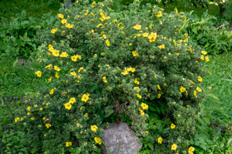 Shrubby Cinquefoil