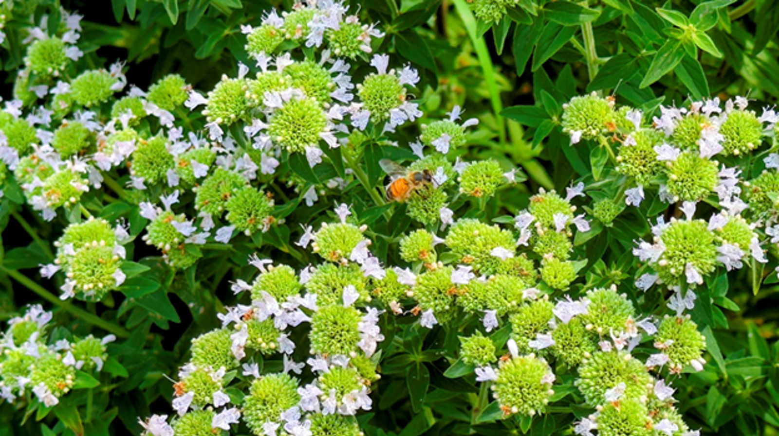 Native Plants