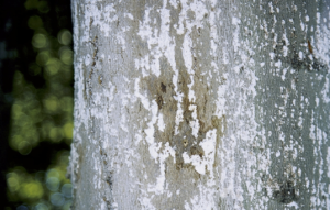 Beech Bark Disease