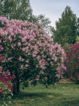 Japanese Tree Lilac