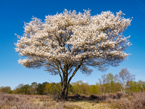 Serviceberry