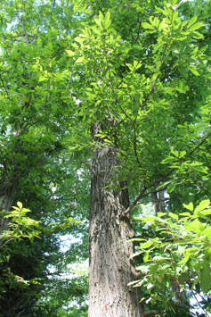 Shagbark Hickory