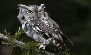 Owl Prowl
